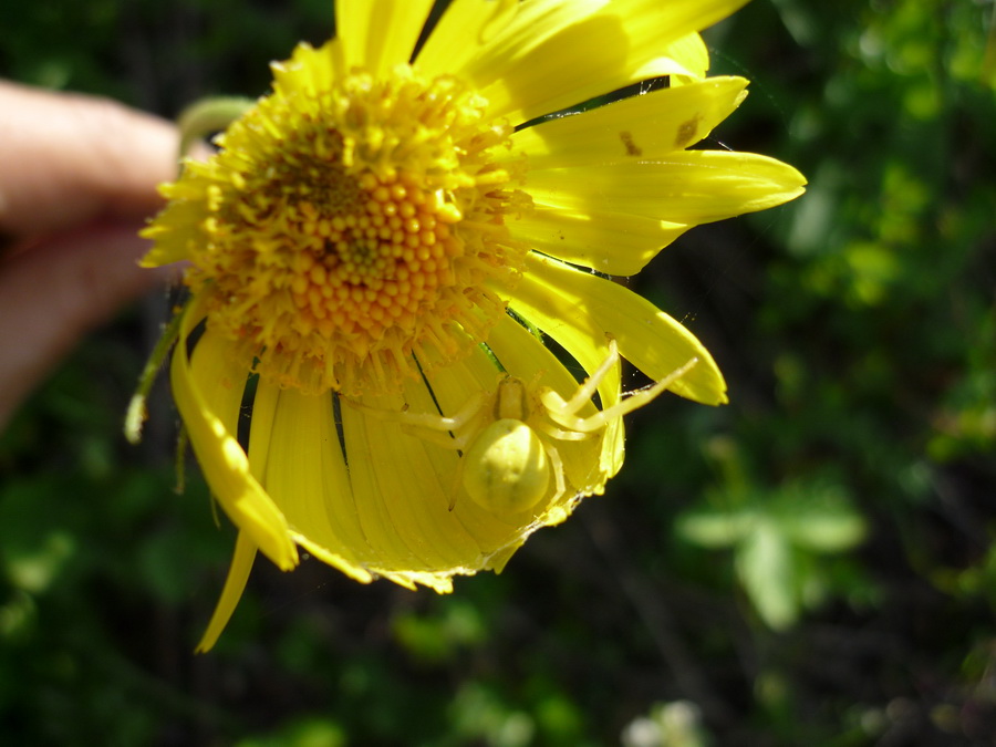 Misumena vatia - Monte Olimpo (Grecia)